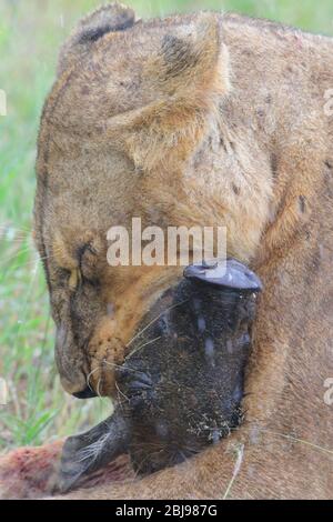 Lioness sthrottling young warthog, Samburu, Kenya East Africa Stock Photo