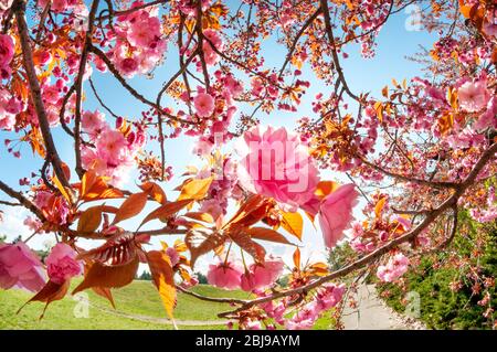 Tender sakura flowers in the sunny park. Amazing springtime scene. Spring postcard Stock Photo