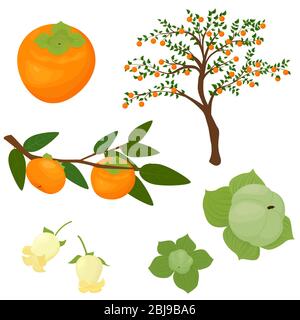 persimmon fruit set different stages of ripening and growth tree, flower, unripe and ripe. persimmon isolated on white vector stock illustration. pers Stock Vector