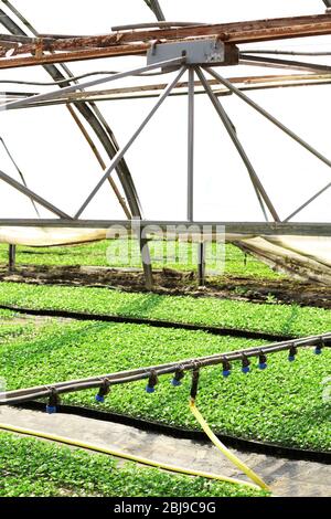 Greenhouse watering system in action Stock Photo