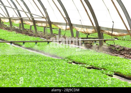 Greenhouse watering system in action Stock Photo