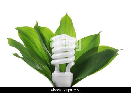 Light bulb with leaves, isolated on white Stock Photo