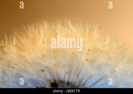 Beautiful dandelion toned in color gradient, closeup Stock Photo