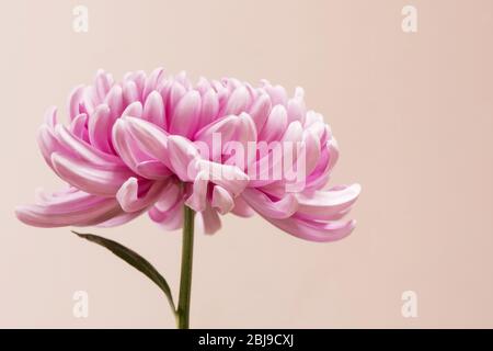 Close up photo of Pink Chrysanthemum flower on light background. Macro photography Stock Photo