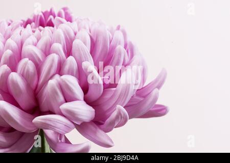 Close up photo of Pink Chrysanthemum flower on light background. Macro photography Stock Photo