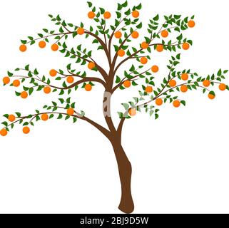 tree with ripe persimmon isolated on white. vector illustration of a tree with orange fruits Stock Vector