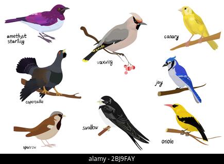 Bird cartoon icon. Isolated illustration of animal. poster with different wild birds Stock Vector