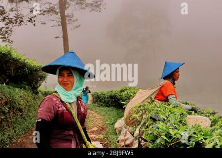 Batang,Central Java/Indonesia - woman picking tea with tea shoots in her hand Stock Photo