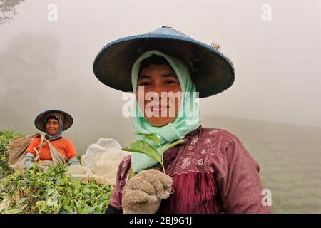 Batang,Central Java/Indonesia - woman picking tea with tea shoots in her hand Stock Photo