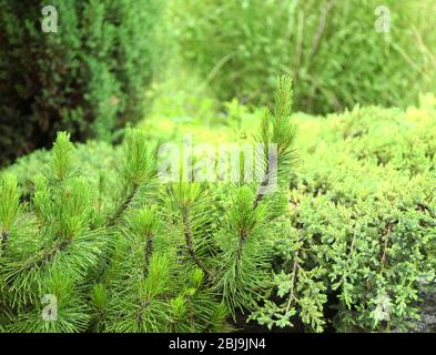 Green pine branches on blurred nature background Stock Photo