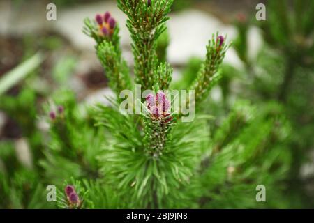 Green pine branch, close up Stock Photo
