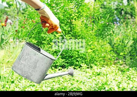 Hand watering periwinkle in garden Stock Photo
