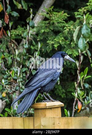 The Rook, Corvus frugilegus, in a back garden in April, Spring Time. A large member of the crow family it is easily identified by its white beak Stock Photo