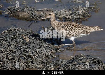 Eurasian Curlew feeding Stock Photo