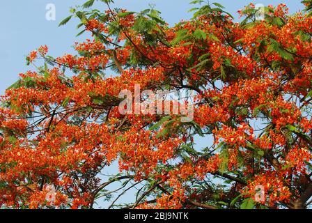 Peacock Flowers, Summer Flower in Summer Season Krishnachura Delonix Regia is blooming. Poinciana Tree in Dhaka, Bangladesh, 21st May 2019. Stock Photo