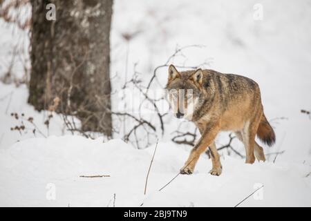 Canis lupus Italicus - Wolf wolves snow Stock Photo