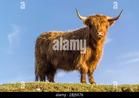 Highland cattle,a Scottish breed of beef cattle with long horns and ...