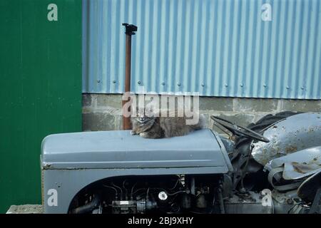 Furry fat cat chilling out on top of an old grey farm tractor in the Scottish highlands.jpg Stock Photo