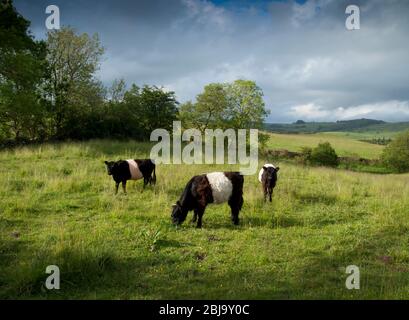 3 belted Galloway Calves in field by River Urr Stock Photo