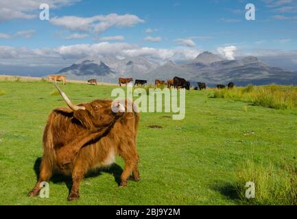 The Scottish Highland cattle breed. rum from eigg Stock Photo