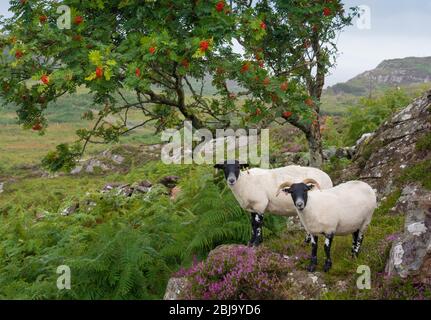 Scottish sheep in situ, on Isle of Skye Stock Photo