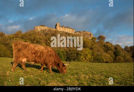 The Scottish Highland cattle breed, at Stirling Castle Stock Photo