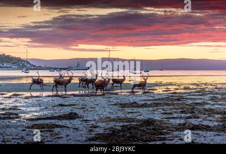 red deer paddling at sunset, lochranza, arran Stock Photo