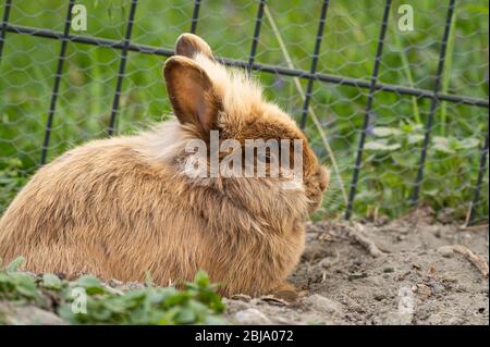 A brown cute dwarf rabbit (lions head) resting on the ground in the garden Stock Photo