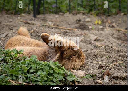 A brown cute dwarf rabbit (lions head) resting on the ground in the garden