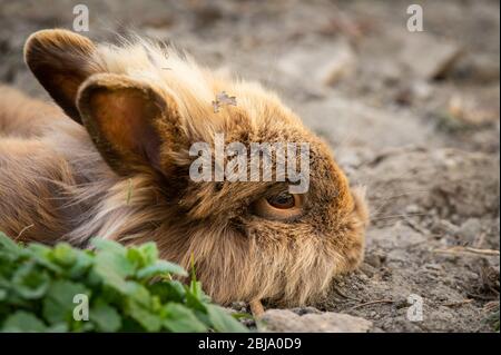 A brown cute dwarf rabbit (lions head) resting on the ground in the garden