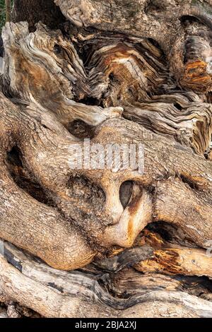 the trunk of a very old olive tree in palma, mallorca, spain. Stock Photo