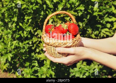 Female hands holding wicker basket with strawberries on blurred nature background Stock Photo
