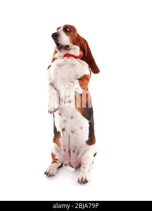 Basset hound dog on white background Stock Photo