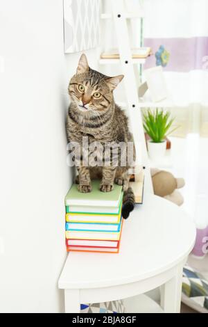 Grey tabby cat on table with books near white wall Stock Photo