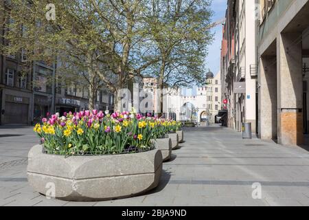 Big flowerpots with tulips in the city center of Munich (Neuhauser Straße). Empty pedestrian zone due to Coronavirus restrictions (lockdown). Stock Photo