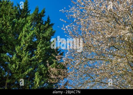 Mirabelle Plum (Prunus domestica) tree in full blossom. Stock Photo