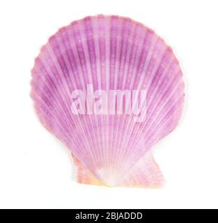 purple shell see pectinidae on the white background Stock Photo