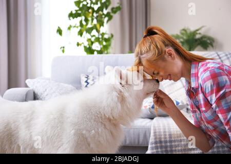 Girl having fun with Samoyed dog at home Stock Photo