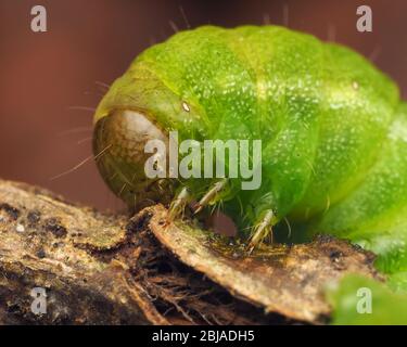 Angle Shades Moth caterpillar (Phlogophora meticulosa) close up. Tipperary, Ireland Stock Photo