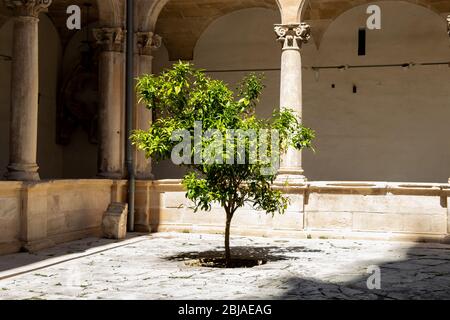 beautiful green olive tree inside a court of the Catedral de Mallorca, spain. Stock Photo
