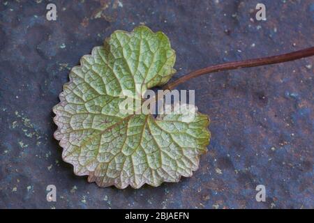 Garlic mustard, Hedge Garlic, Jack-by-the-Hedge (Alliaria petiolata), young leaf, collected before flowering, Germany Stock Photo