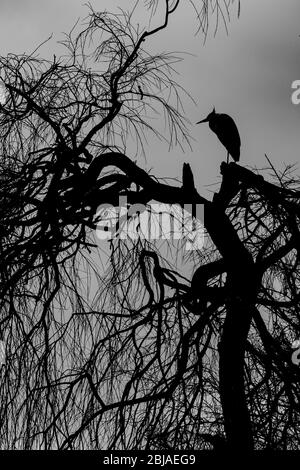 grey heron (Ardea cinerea), sits on a tree at dusk, Germany Stock Photo