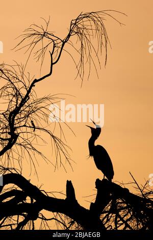 grey heron (Ardea cinerea), sits on a tree at dusk calling, Germany Stock Photo