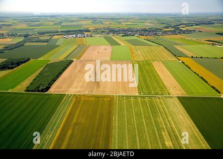 field landscape in summer, 09.06.2016, aerial view, Germany, North Rhine-Westphalia, Lower Rhine, Zuelpich Stock Photo