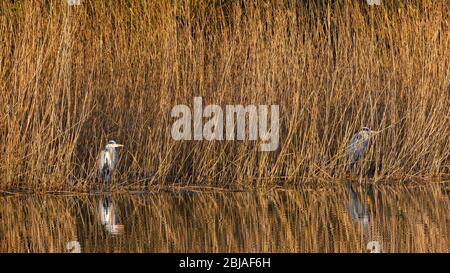grey heron (Ardea cinerea), stand in the sun at reed edge, Germany Stock Photo