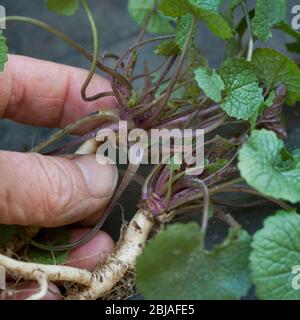 Garlic mustard, Hedge Garlic, Jack-by-the-Hedge (Alliaria petiolata), young leaves, collected before flowering, Germany Stock Photo