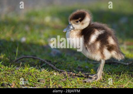 Egyptian goose (Alopochen aegyptiacus), a few day old chick, Germany Stock Photo