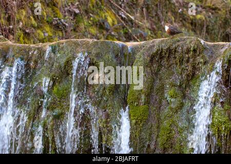 dipper (Cinclus cinclus), stands on the edge of a waterfall, lateral, Switzerland, Sankt Gallen Stock Photo