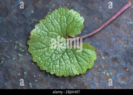 Garlic mustard, Hedge Garlic, Jack-by-the-Hedge (Alliaria petiolata), young leaf, collected before flowering, Germany Stock Photo