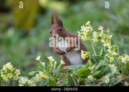 European red squirrel, Eurasian red squirrel (Sciurus vulgaris), foraging among primroses, front view, Switzerland, Sankt Gallen Stock Photo